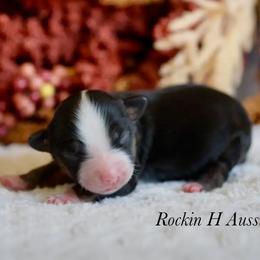 Lou - Black tri female Toy Australian Shepherd puppy in Russellville, Arkansas from Rockin H Aussies