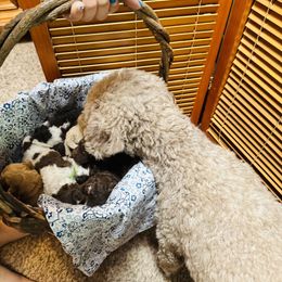 Lagotto Romagnolo Puppies from Lagotti di Mesilla
