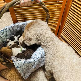 Lagotto Romagnolo Puppies from Lagotti di Mesilla