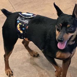 Bernie - Miniature Pinscher