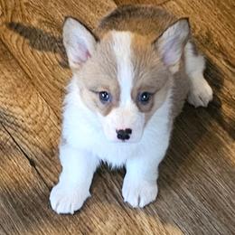 Buster - Red male Pembroke Welsh Corgi puppy in Walnut, Iowa from Michelle's House of Corgi's