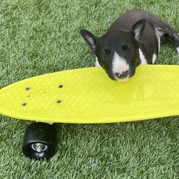 Miniature Bull Terrier Puppies from Triumph Miniature Bull Terriers