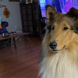 Collies from Colley Collies