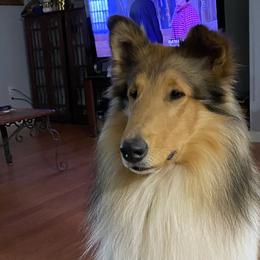 Collies from Colley Collies