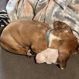 Dachshund Puppies from Witchy Woman’s Wiener’s