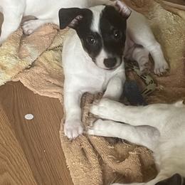 Border Collie and Jack Russell Terrier Puppies from CP FARMS BORDER COLLIES N JACKS CORP