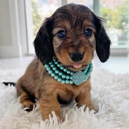 Becky - Red female Dachshund puppy in Richmond, Virginia from Irresistible Dachshunds & Cavaliers