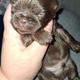 Teddy Bear - Chocolate male Shih Tzu puppy in Memphis, Tennessee from Lady and the Tramp