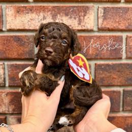 Hershey - Brown and white male Bernedoodle puppy in Owasso, Oklahoma from Kallams Bernedoodles & Bernese Mountain Dogs