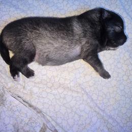 Ariel - Wolfgray and black female Keeshond puppy in Logan, Ohio from Hocking Hills Keeshonds