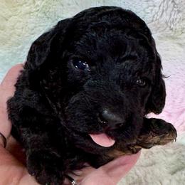 Light Pink - Phantom female Poodle puppy in Simms, Texas from Donna’s Aussies & Pink Heart Poodles