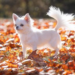 Margot - Chihuahua
