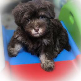 Chocolate female light purple female - Chocolate female Havanese puppy in Medina, Ohio from Momma's Minis