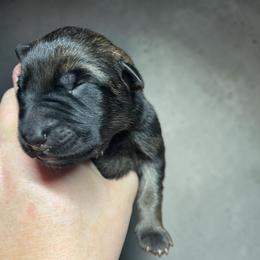 Victoria - Sable female German Shepherd puppy in Oakland, Oregon from VHM German Shepherds