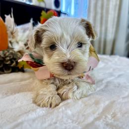 Juniper - White female Miniature Schnauzer puppy in Menifee, California from Moonshine’s Minis