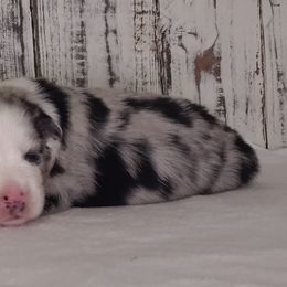 Girl 1 - Miniature Australian Shepherd puppy in Piedmont, Alabama from Dugger Mountain Aussies