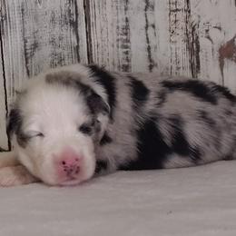 Girl 1 - Miniature Australian Shepherd puppy in Piedmont, Alabama from Dugger Mountain Aussies