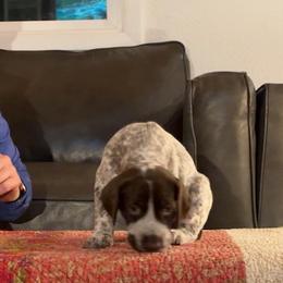 5 - female German Shorthaired Pointer puppy in Bend, Oregon from Endersgame GSPs