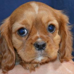 Amy - Blenheim female Cavalier King Charles Spaniel puppy in Townville, South Carolina from Mid Lake Cavaliers