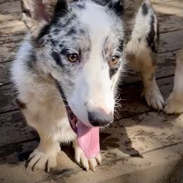 Ezzi - American Corgi