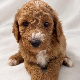 Dark blue boy - Red  male Goldendoodle puppy in Vian, Oklahoma from Dog Days Doodles