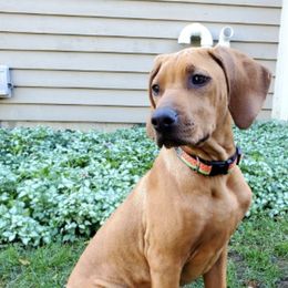 Rhodesian Ridgebacks from Rhapsody Rhodesian Ridgebacks
