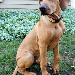 Rhodesian Ridgebacks from Rhapsody Rhodesian Ridgebacks