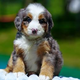 L'Oreal - Merle female Bernedoodle puppy in Dundee, Ohio from Down Home Doodle