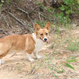Jury - Pembroke Welsh Corgi