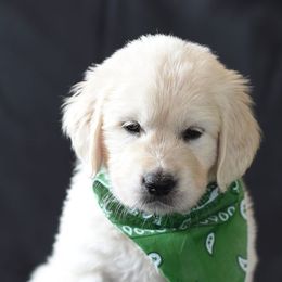 Golden Retrievers from Montrose Goldens