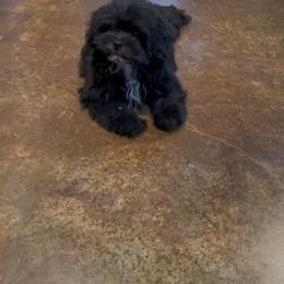 Yellow collar - Black and white male Shihpoo puppy in Bay City, Texas from Billy's Puppies
