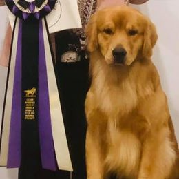 Golden Retrievers from Esquire Golden Retrievers