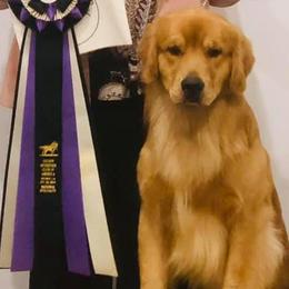 Golden Retrievers from Esquire Golden Retrievers