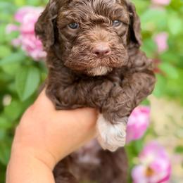 Flint - Brown male Lagotto Romagnolo puppy in Barrington, Illinois from Lagotto Illinois