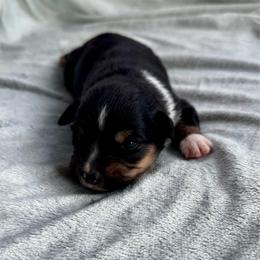 Mocha - Black tri female Miniature Australian Shepherd puppy in Mount Carmel, Tennessee from Hill Top Mini Aussies