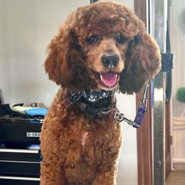 Jax - Poodle