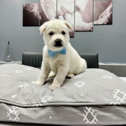 Maltese and Siberian Husky Puppies from Nyx’s Pack