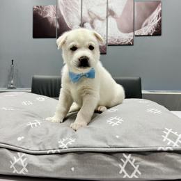 Maltese and Siberian Husky Puppies from Nyx’s Pack