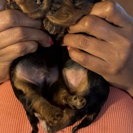 Gina - Black and tan female Yorkshire Terrier puppy in St. Louis, Missouri from 367 Yorkies