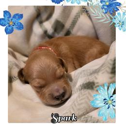 Spark (red collar) - Apricot male Goldendoodle puppy in Richmond, Virginia from Highland Grove Doodles, LLC