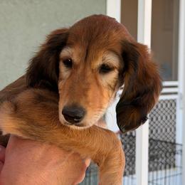 Saanvi - Red female Saluki puppy in Los Angeles, California from Srinagar Salukis