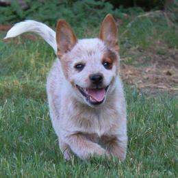 Gypsy - Red speckled female Australian Cattle Dog puppy in Waxahachie, Texas from MC Heelers