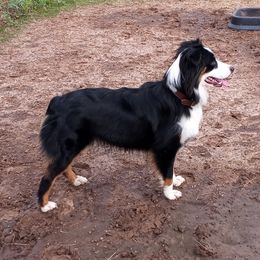 Dixie - Miniature Australian Shepherd