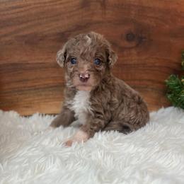 Lucy - White and red merle female Bordoodle puppy in Valley Center, California from Circle R Valley Bordoodls