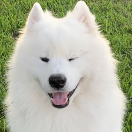Samoyeds from Amara's Samoyed