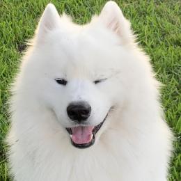 Samoyeds from Amara's Samoyed
