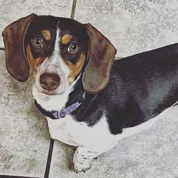 Dachshunds from Greens Creek Kennel