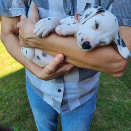 Midge - White and black Dalmatian puppy in Anderson, South Carolina from Raven River Ranch