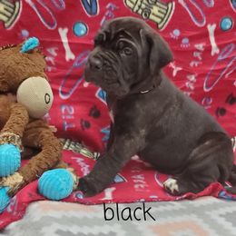 Neapolitan Mastiff Puppies from EDIN Farms Neos