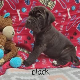Neapolitan Mastiff Puppies from EDIN Farms Neos